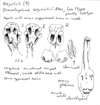 Vorschaubild Oreodaphne beyrichii Nees